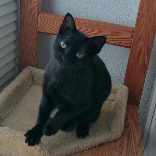 ARETHA und BESSI, Katze, 06/2025 – Bild 8