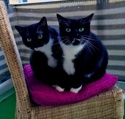 LEO und MIEZI, Kater und Katze, 2021, Freigang