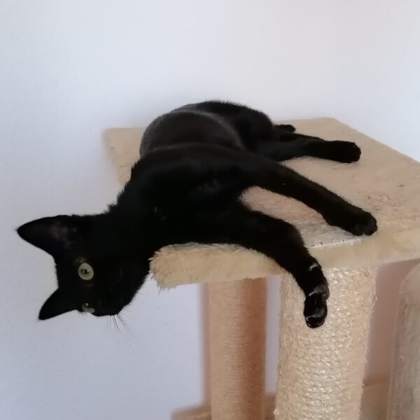 ARETHA und BESSI, Katze, 06/2025 – Bild 3