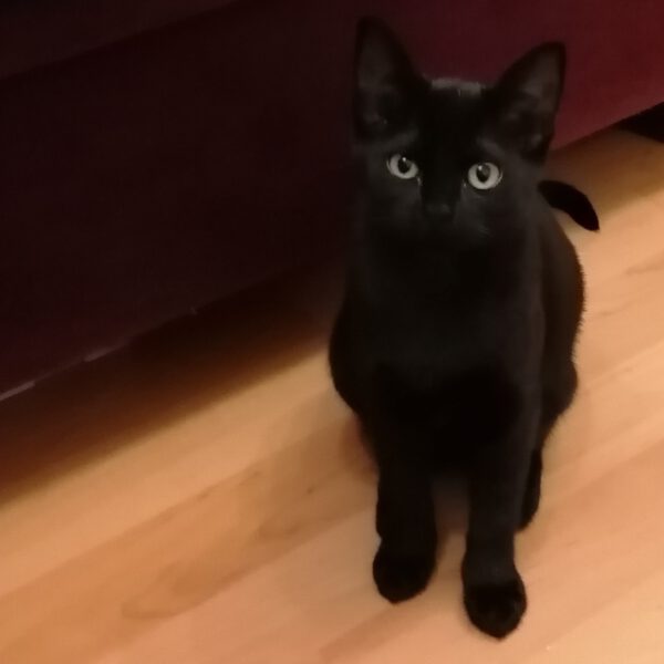 ARETHA und BESSI, Katze, 06/2025 – Bild 7