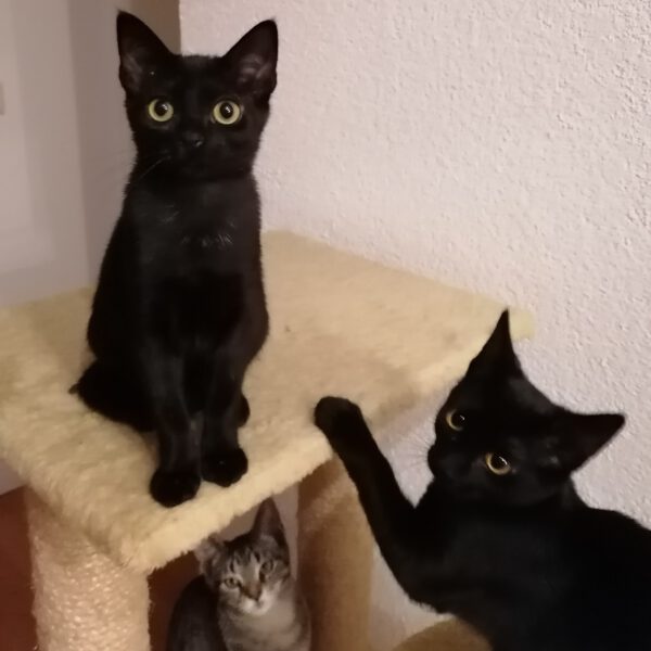ARETHA und BESSI, Katze, 06/2025