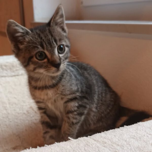 MANDELA, Kater, 08/2025, Freigang oder Wohnungshaltung – Bild 6
