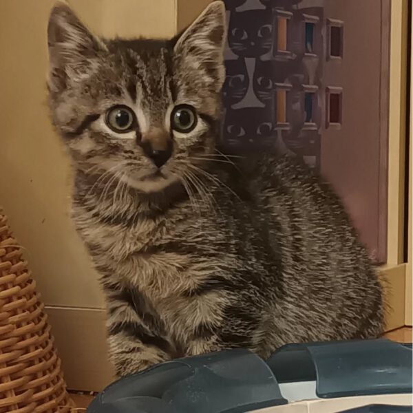 MANDELA, Kater, 08/2025, Freigang oder Wohnungshaltung – Bild 4