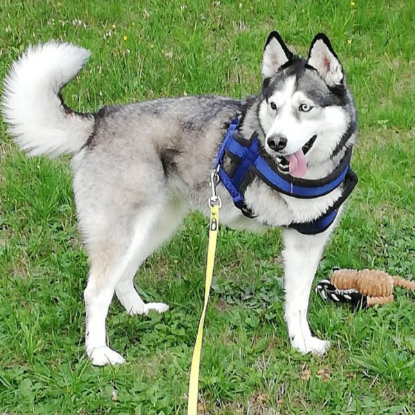 ANOUK, Rüde, – Bild 3