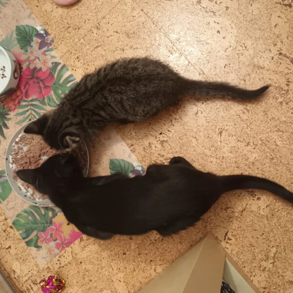MANDELA, Kater, 08/2025, Freigang oder Wohnungshaltung – Bild 2