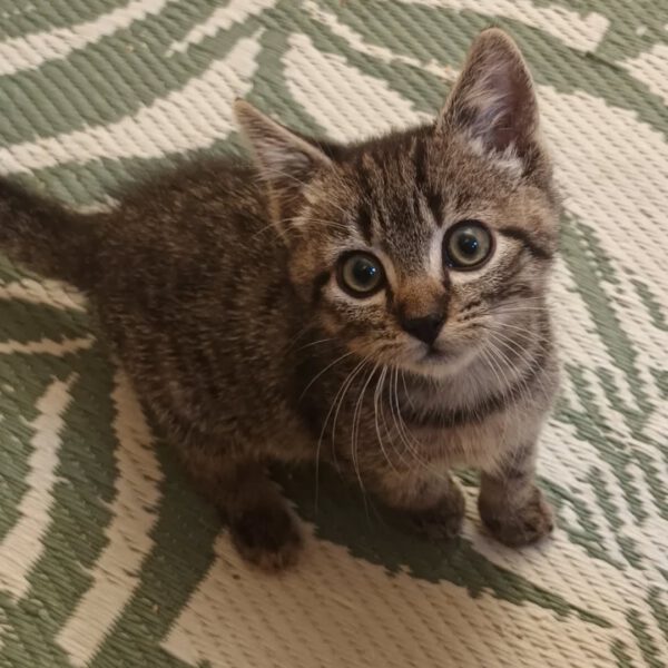 MANDELA, Kater, 08/2025, Freigang oder Wohnungshaltung – Bild 5