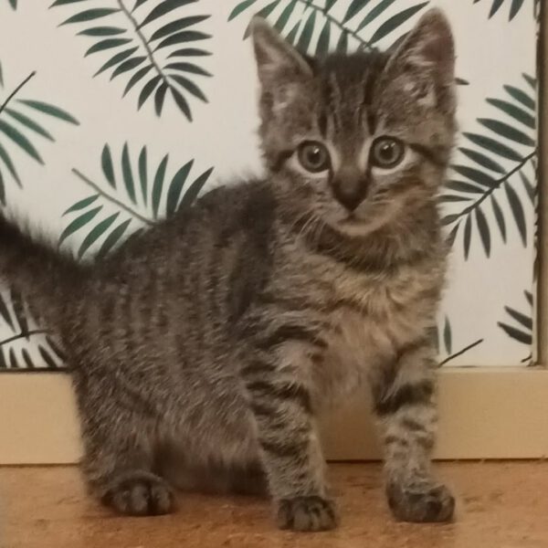 MANDELA, Kater, 08/2025, Freigang oder Wohnungshaltung – Bild 3