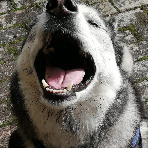 ANOUK, Rüde, – Bild 4