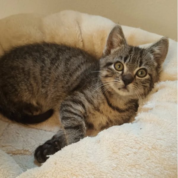 MANDELA, Kater, 08/2025, Freigang oder Wohnungshaltung