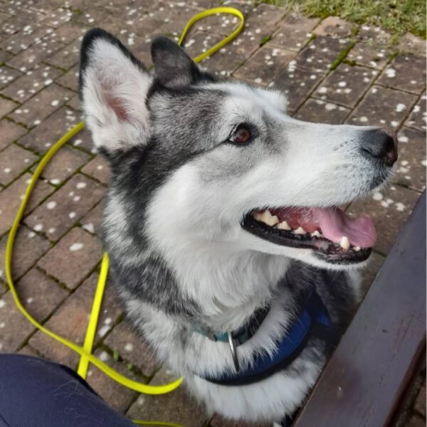 ANOUK, Rüde, – Bild 5