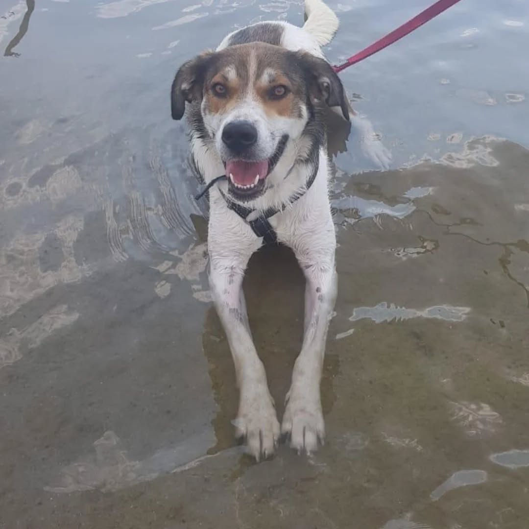 HAZEL, Hündin – Bild 5