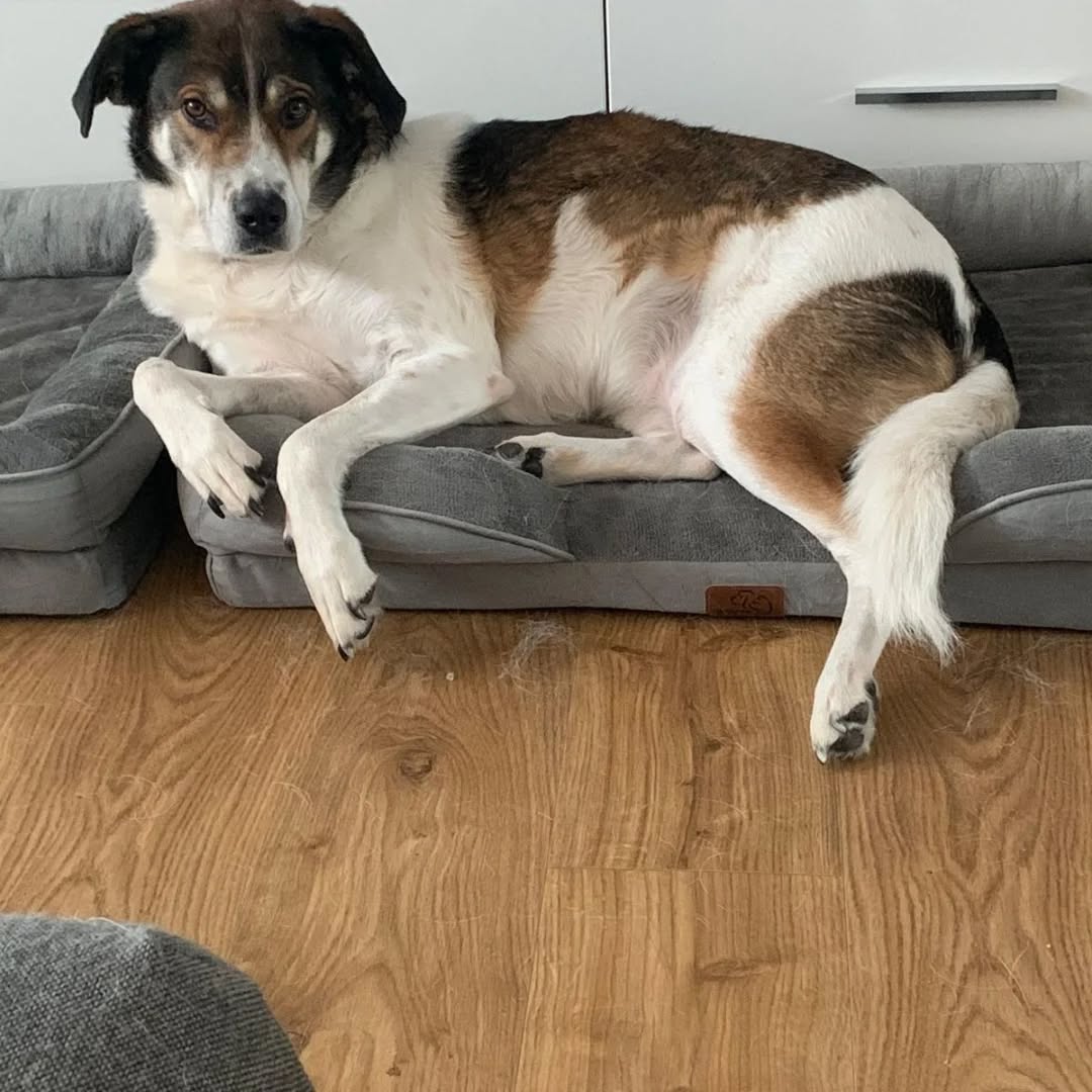 HAZEL, Hündin – Bild 3