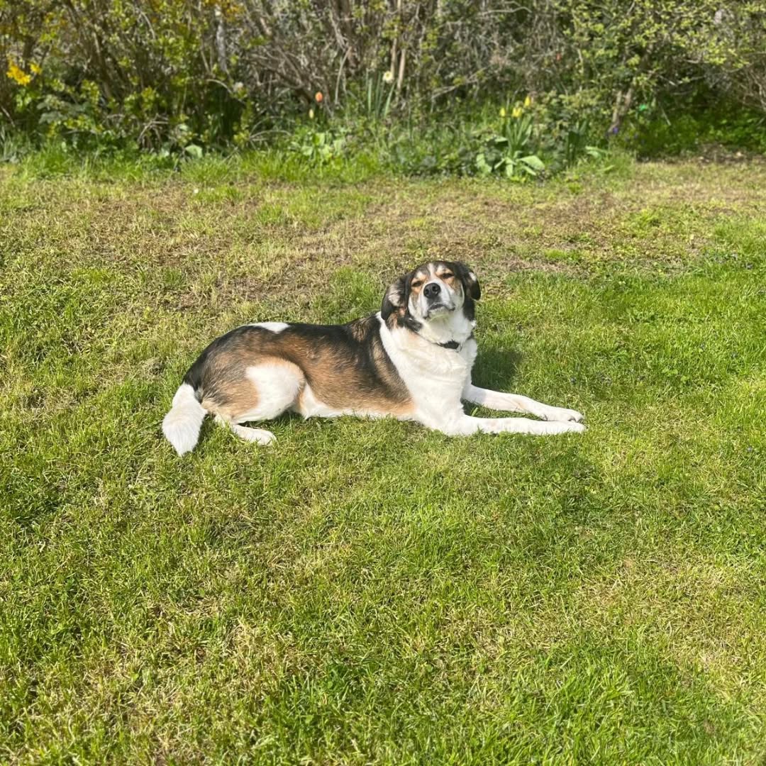 HAZEL, Hündin – Bild 4