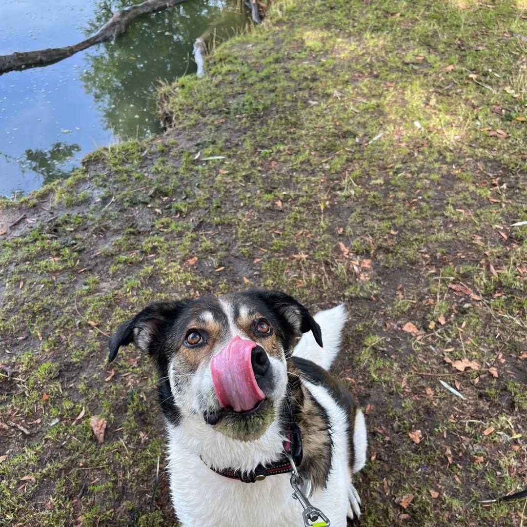 HAZEL, Hündin – Bild 2