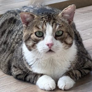 RAFI, Kater, 2019