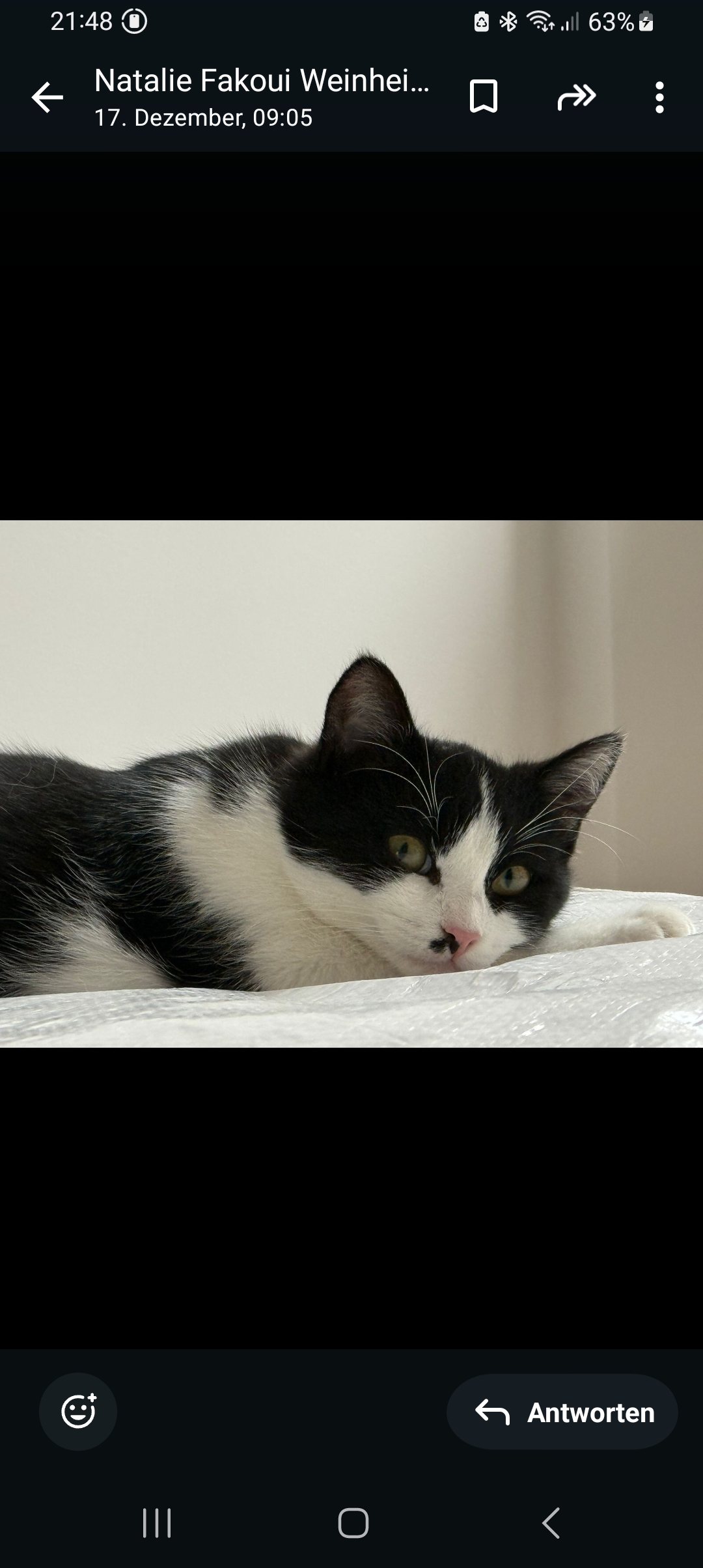 MOHRLE und MICHA, Katzen, 2022, Freigang – Bild 5