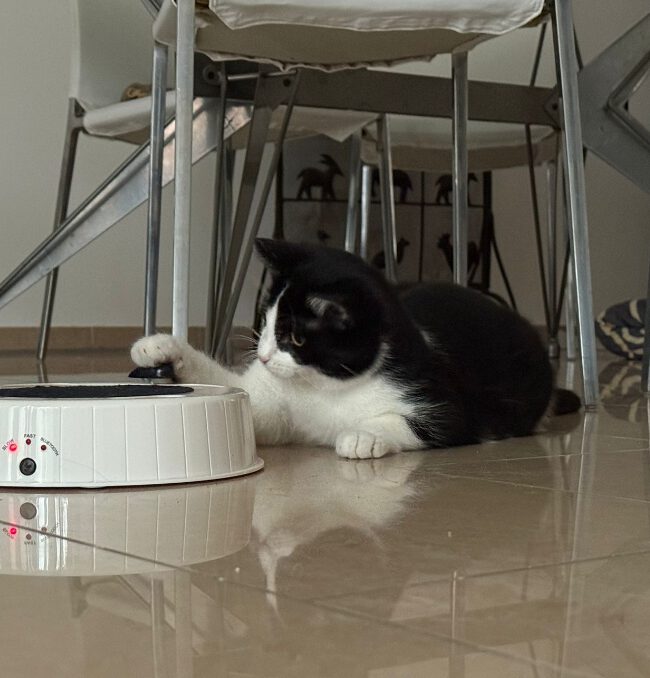 MOHRLE und MICHA, Katzen, 2022, Freigang – Bild 8