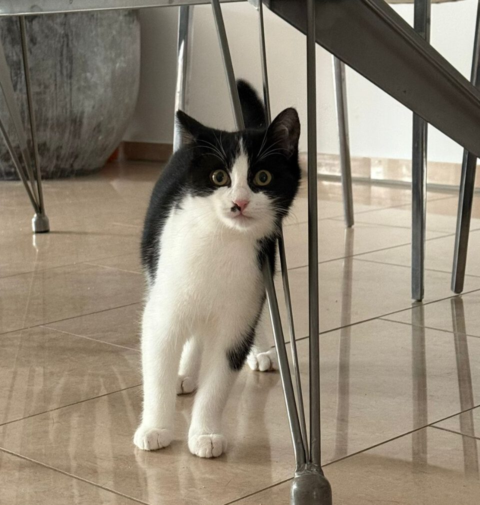 MOHRLE und MICHA, Katzen, 2022, Freigang – Bild 10