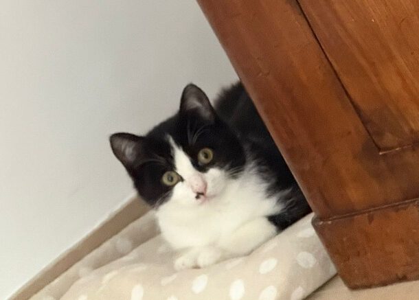 MOHRLE und MICHA, Katzen, 2022, Freigang – Bild 2