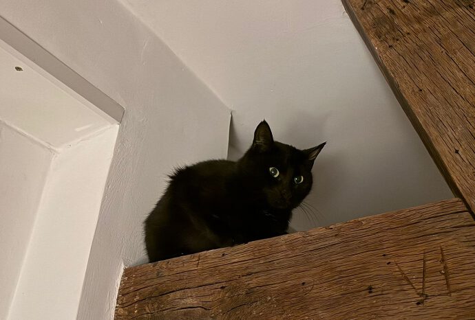 MOHRLE und MICHA, Katzen, 2022, Freigang – Bild 3