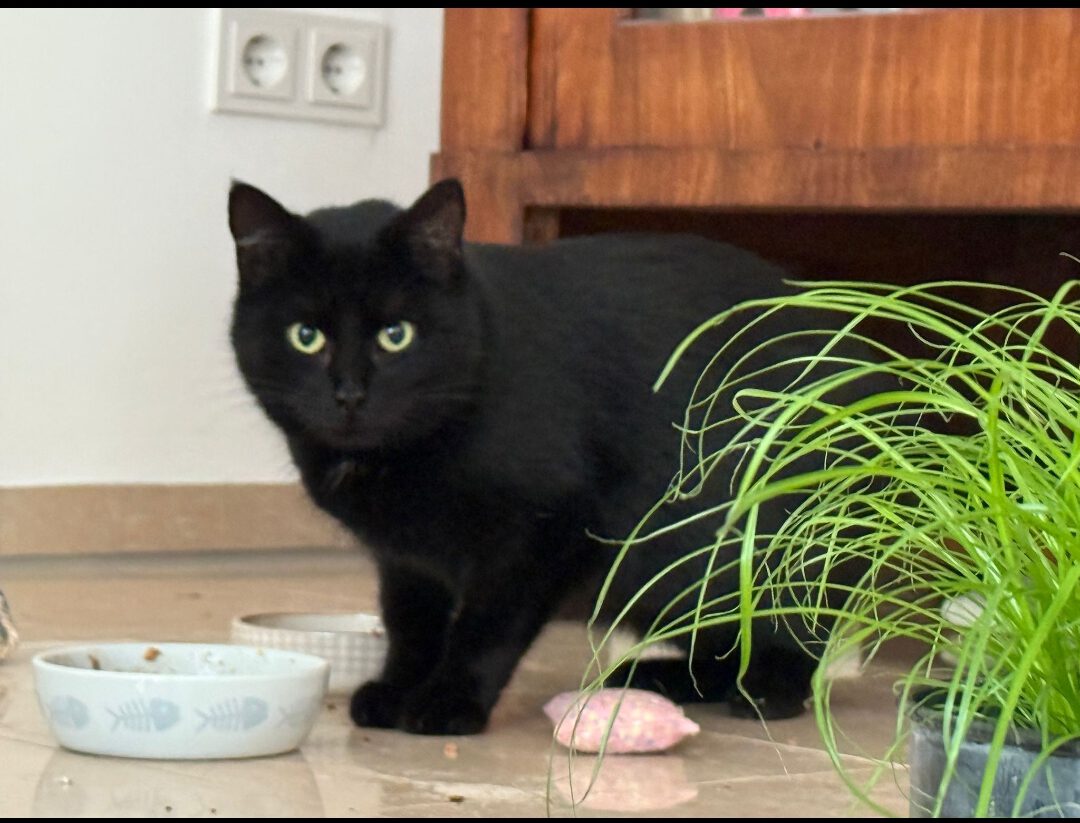 MOHRLE und MICHA, Katzen, 2022, Freigang – Bild 6