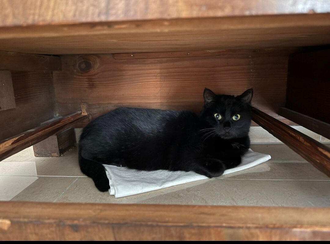 MOHRLE und MICHA, Katzen, 2022, Freigang – Bild 7