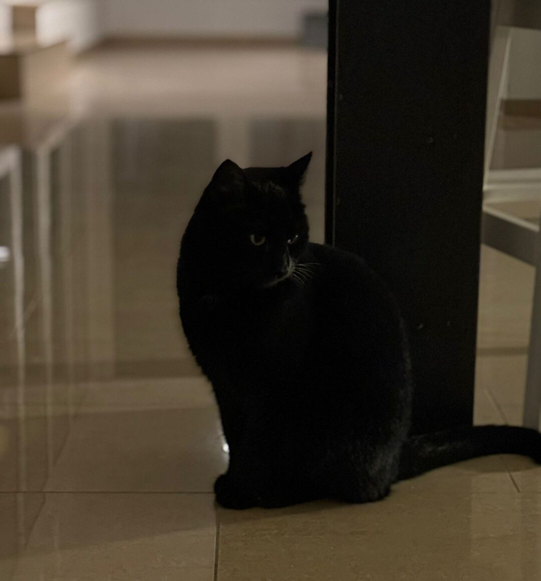 MOHRLE und MICHA, Katzen, 2022, Freigang – Bild 4