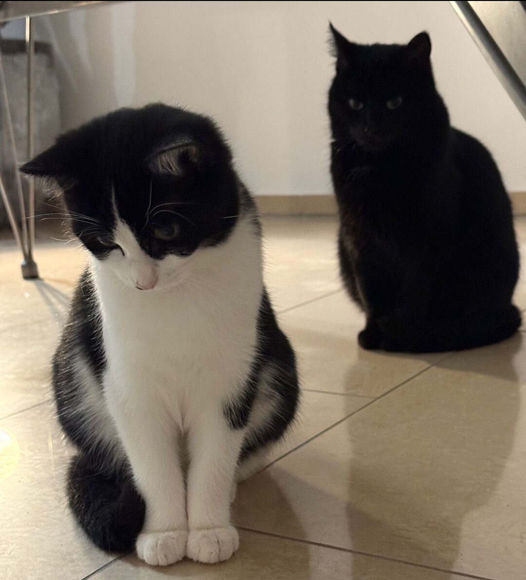 MOHRLE und MICHA, Katzen, 2022, Freigang