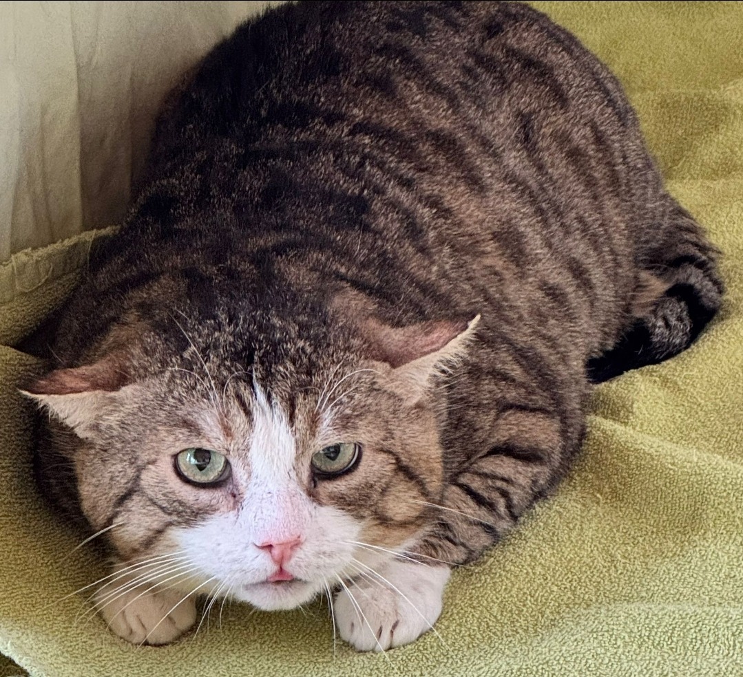 RAFI, Kater, 2019 – Bild 3