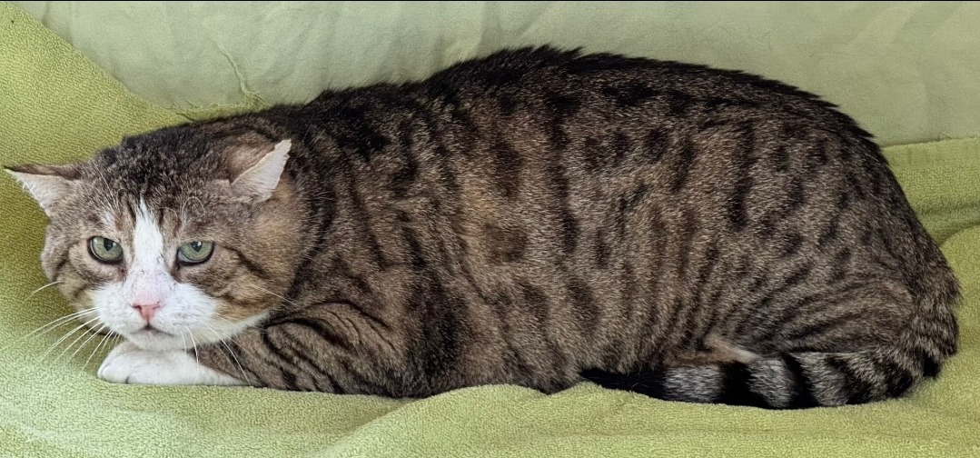 RAFI, Kater, 2019 – Bild 4