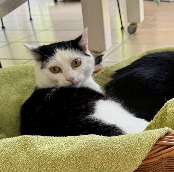 SINA, Katze, 2020 (Einzelplatz) – Bild 3