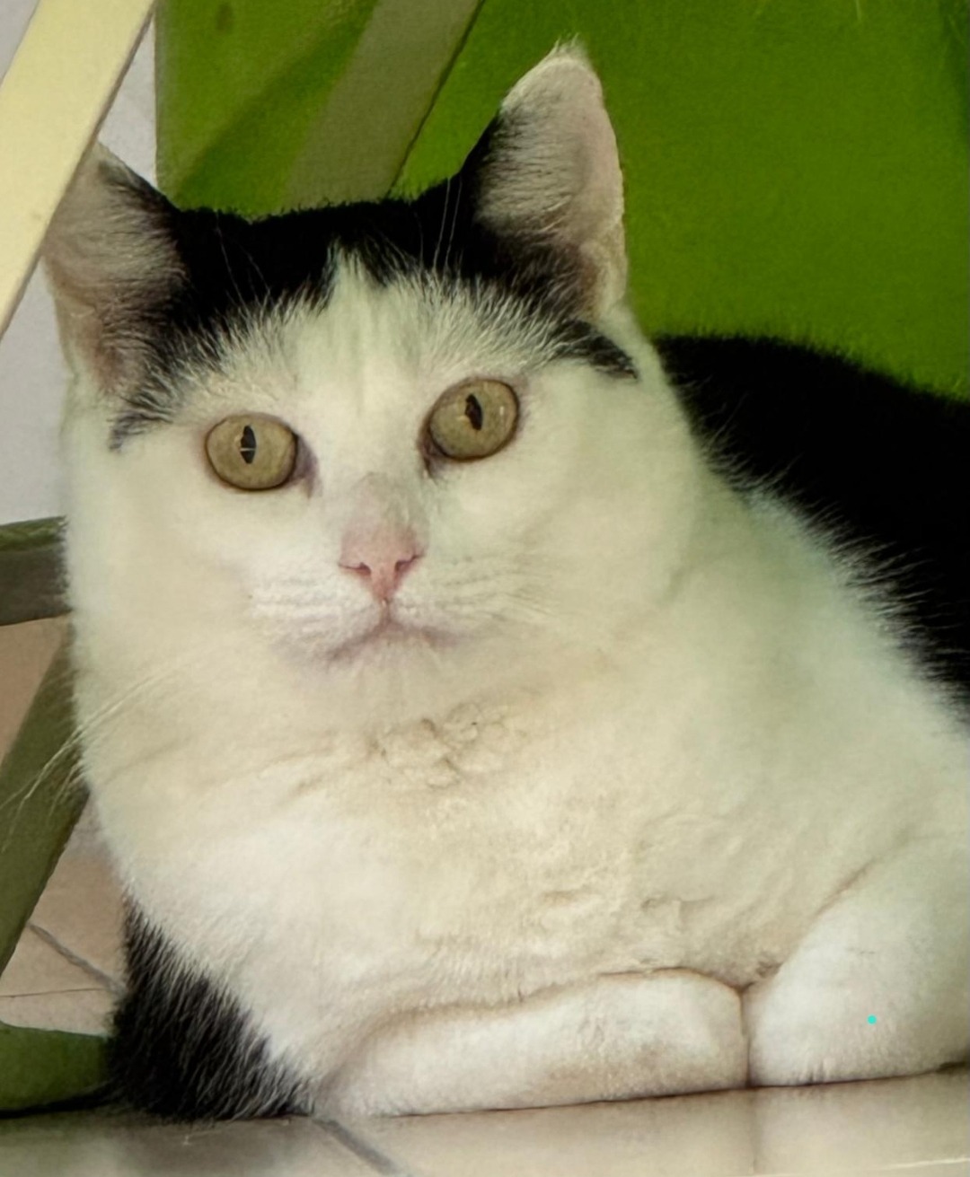 SINA, Katze, 2020 (Einzelplatz)
