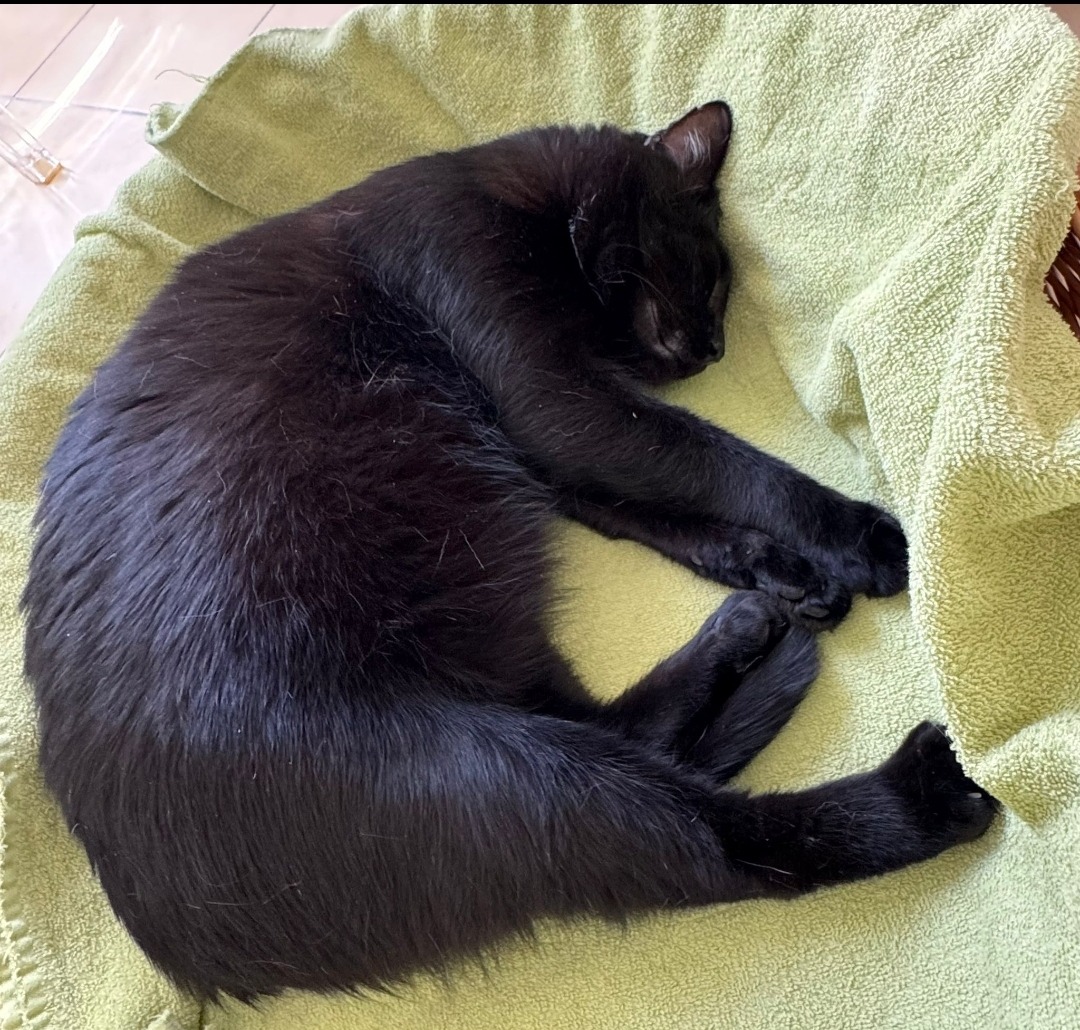 LOLA, (08/2023), Katze und Pedro (07/2021), Kater – Bild 12