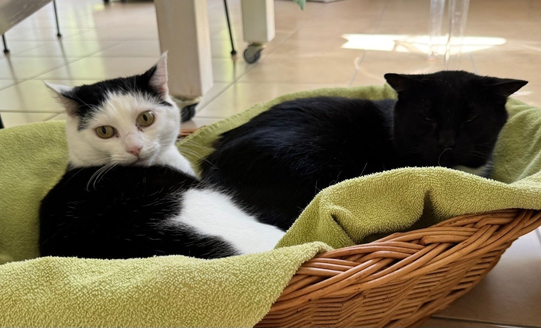 LOLA, (08/2023), Katze und Pedro (07/2021), Kater – Bild 11