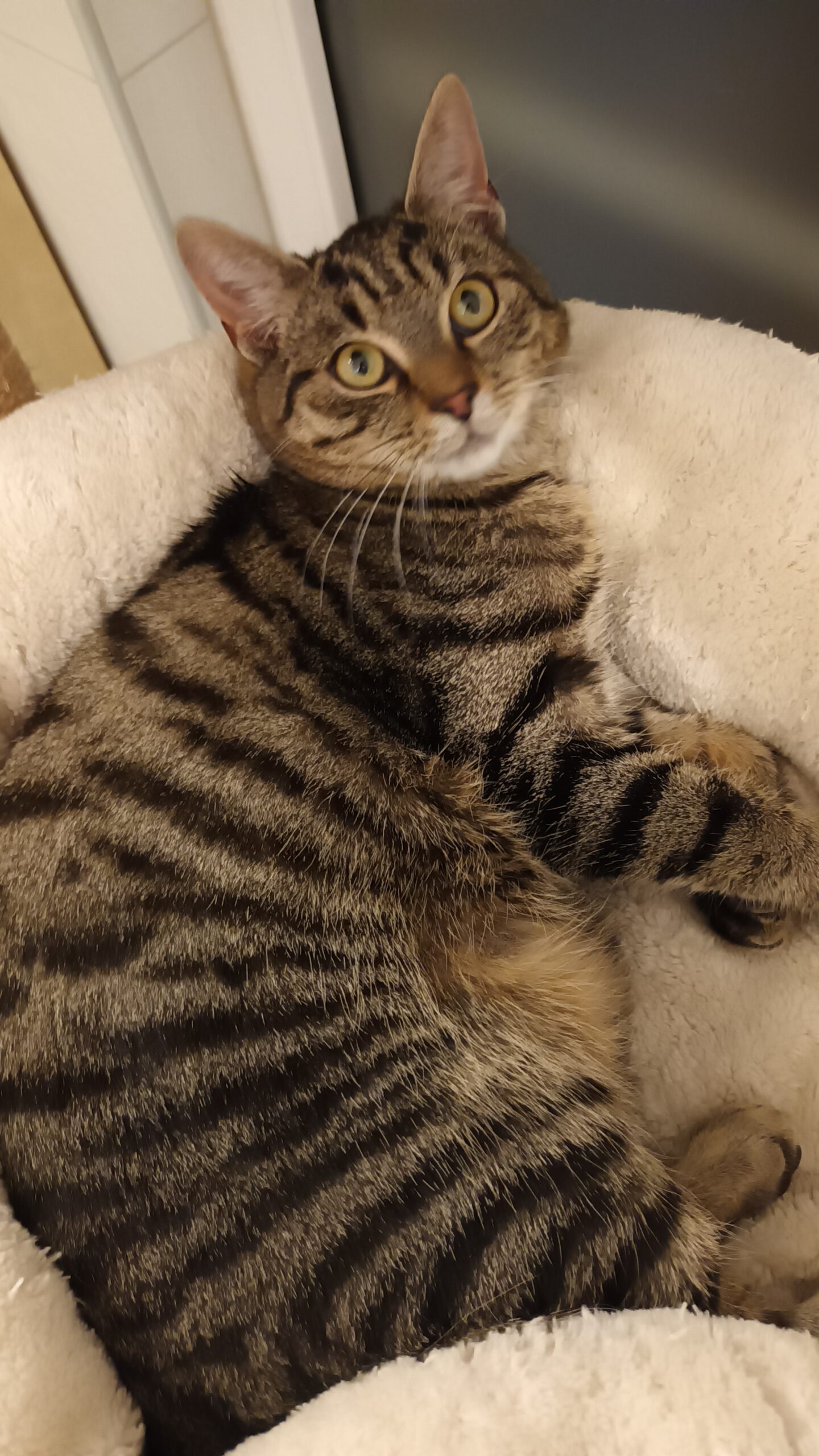 SUGAR, Kater, 05/2025, Freigang – Bild 3