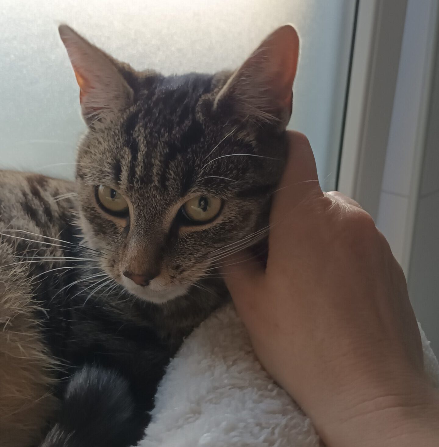 SUGAR, Kater, 05/2025, Freigang – Bild 6