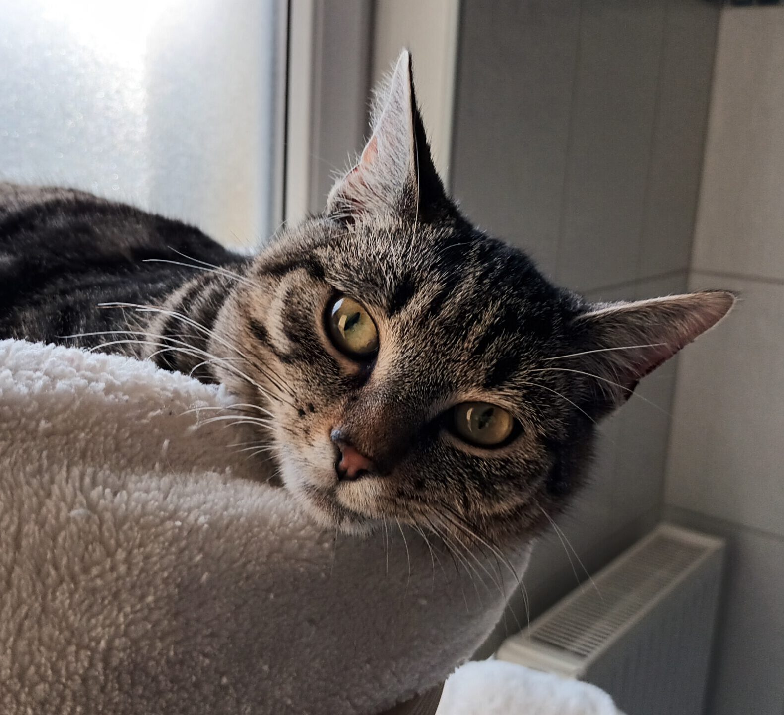 SUGAR, Kater, 05/2025, Freigang – Bild 4