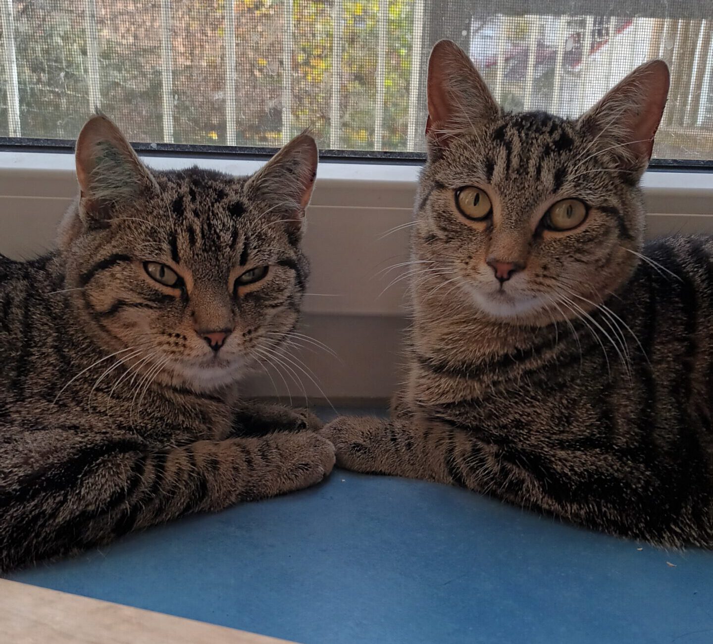 BISCUIT, Kater, 05/2025, Freigang – Bild 7