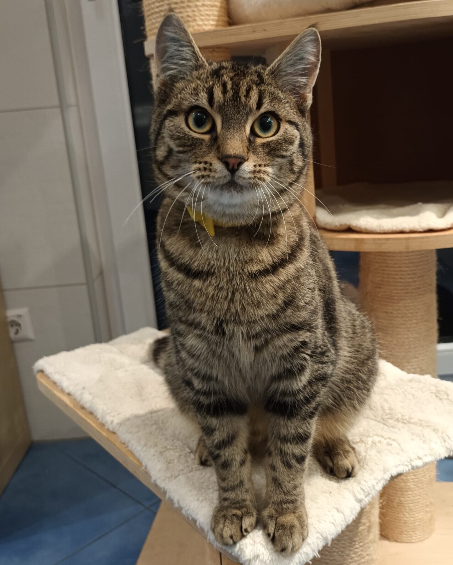 BISCUIT, Kater, 05/2025, Freigang – Bild 2