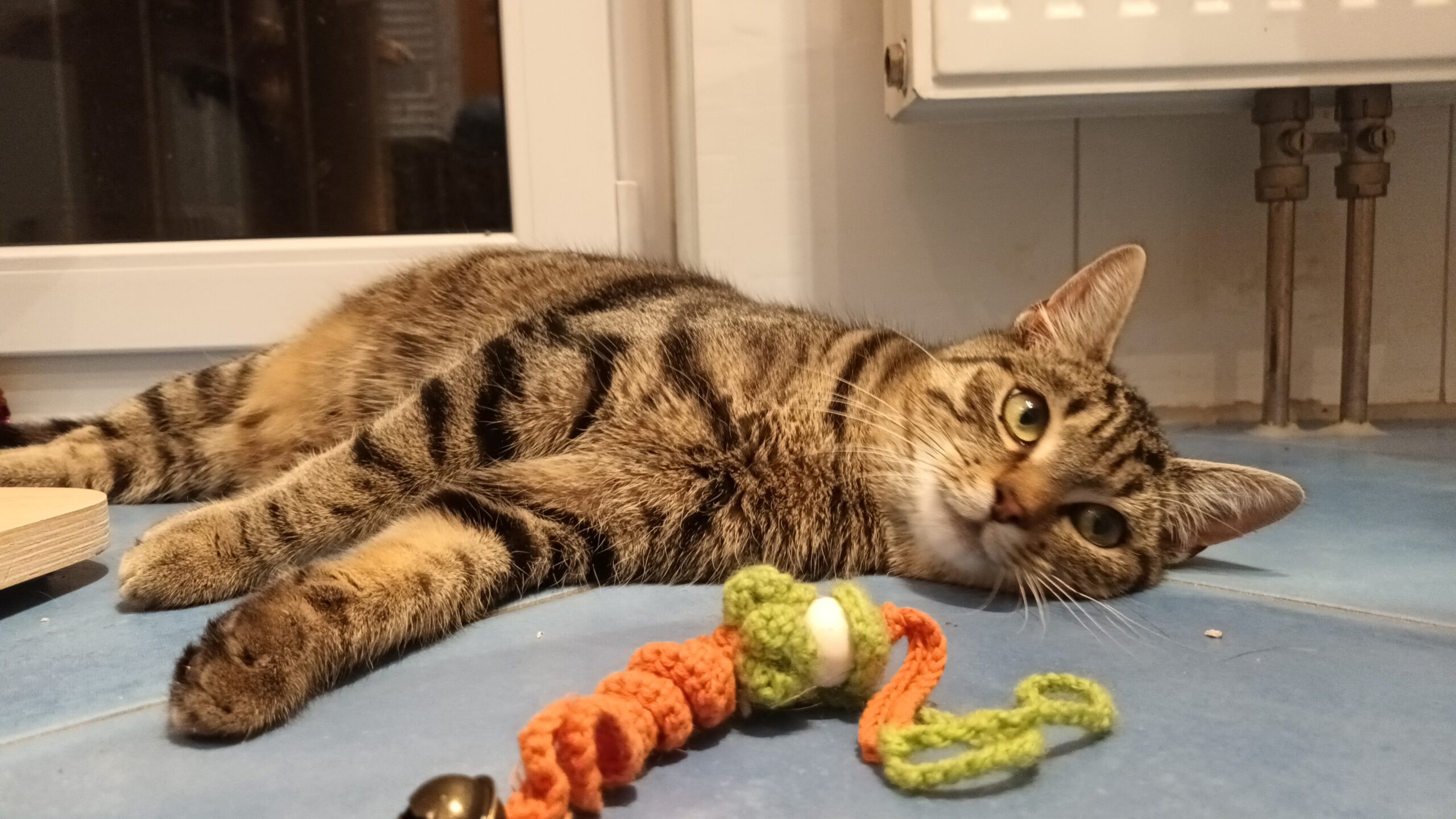 SUGAR, Kater, 05/2025, Freigang – Bild 7