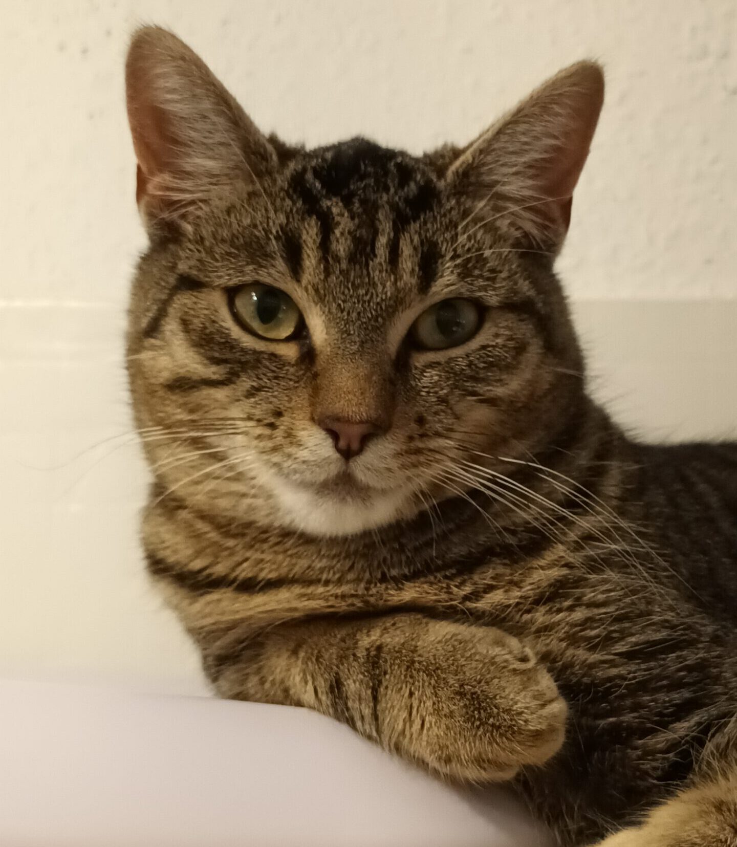 SUGAR, Kater, 05/2025, Freigang – Bild 10