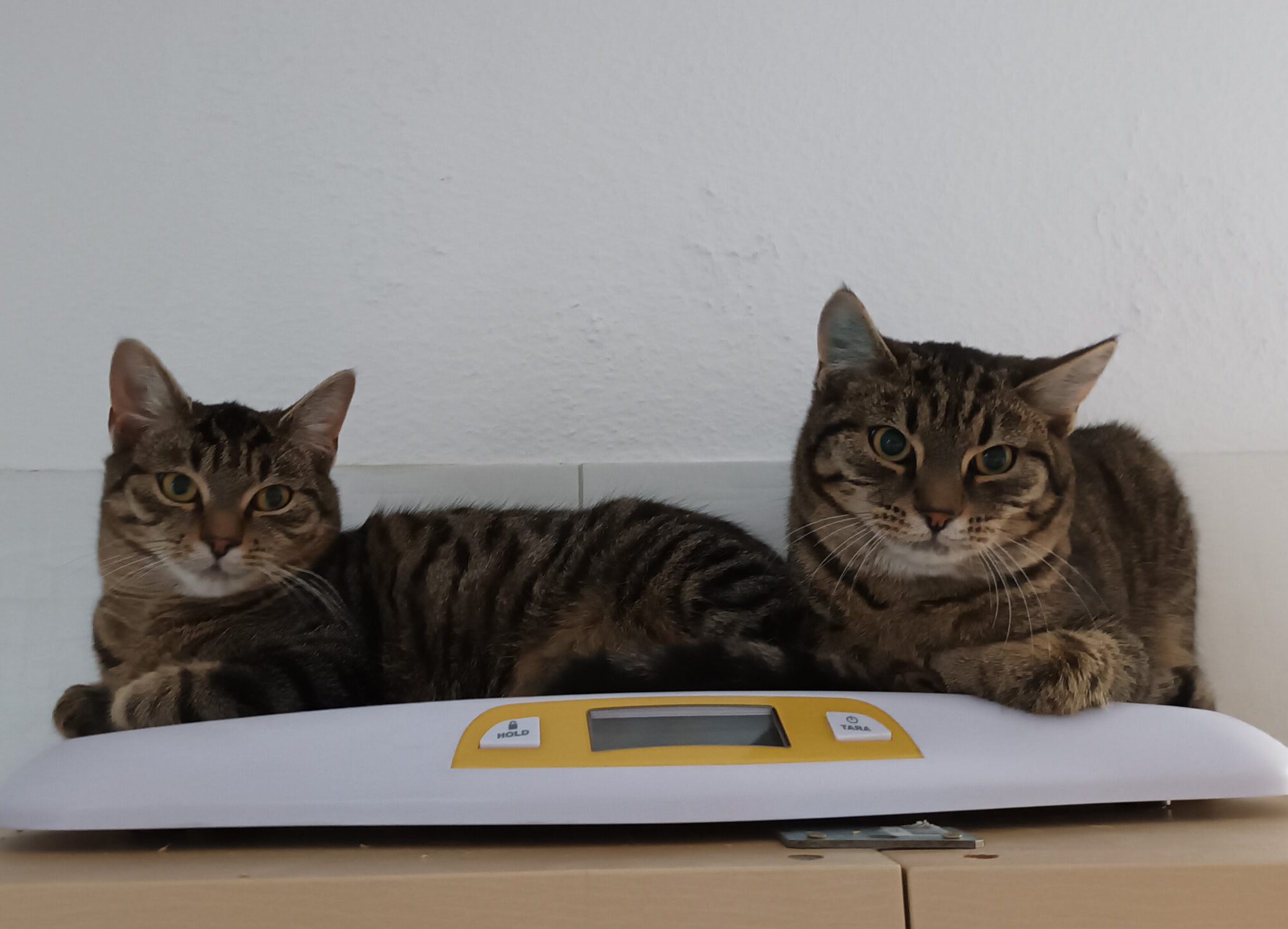 BISCUIT, Kater, 05/2025, Freigang – Bild 8