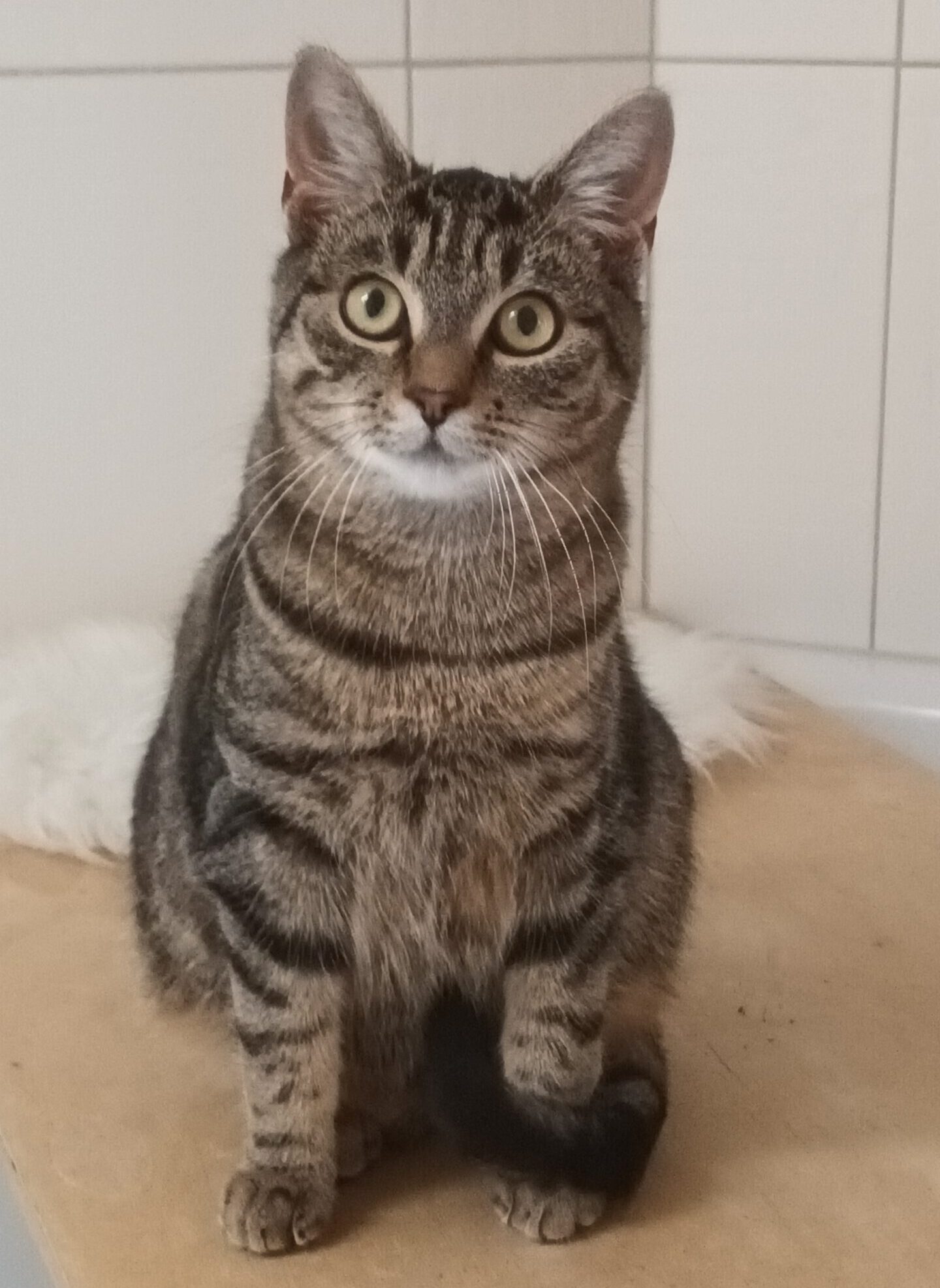 SUGAR, Kater, 05/2025, Freigang – Bild 5