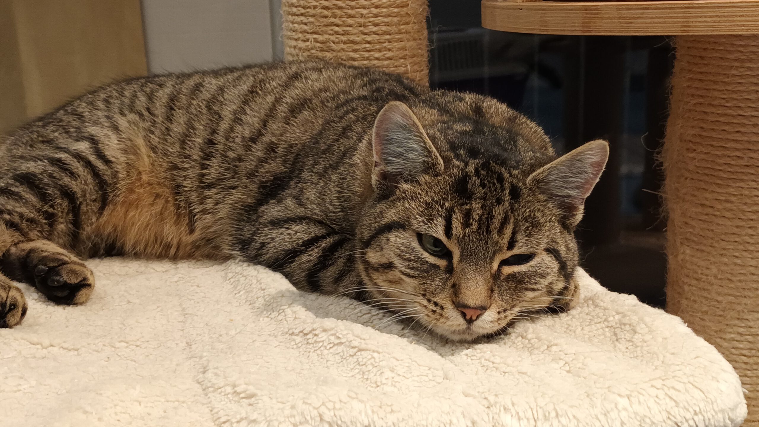 BISCUIT, Kater, 05/2025, Freigang – Bild 3