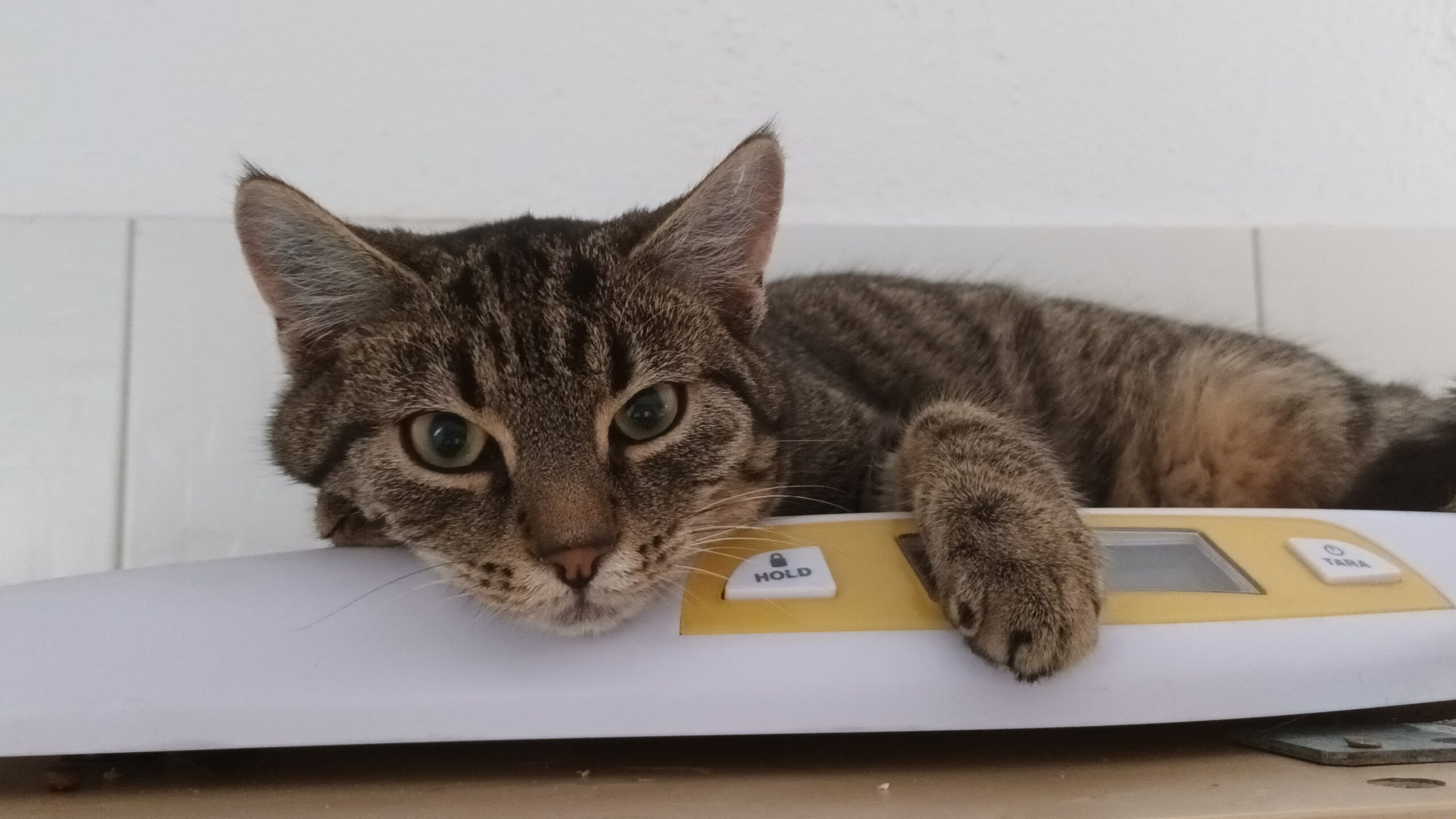 BISCUIT, Kater, 05/2025, Freigang – Bild 12