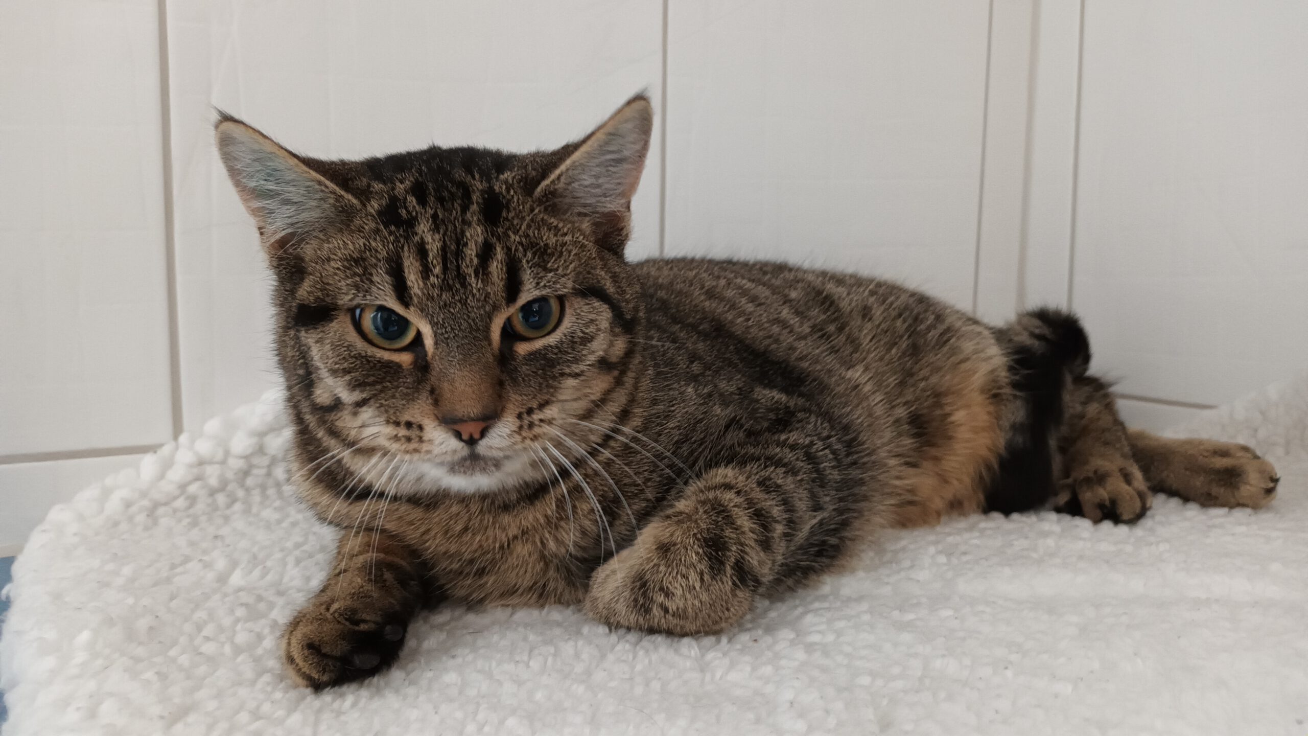 BISCUIT, Kater, 05/2025, Freigang – Bild 4