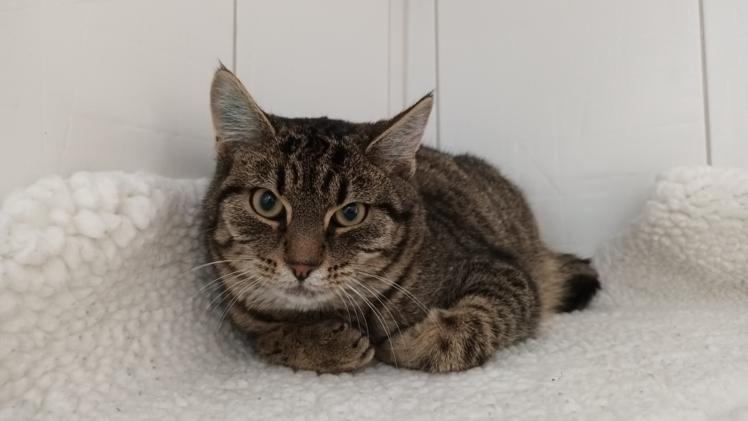 BISCUIT, Kater, 05/2025, Freigang – Bild 11