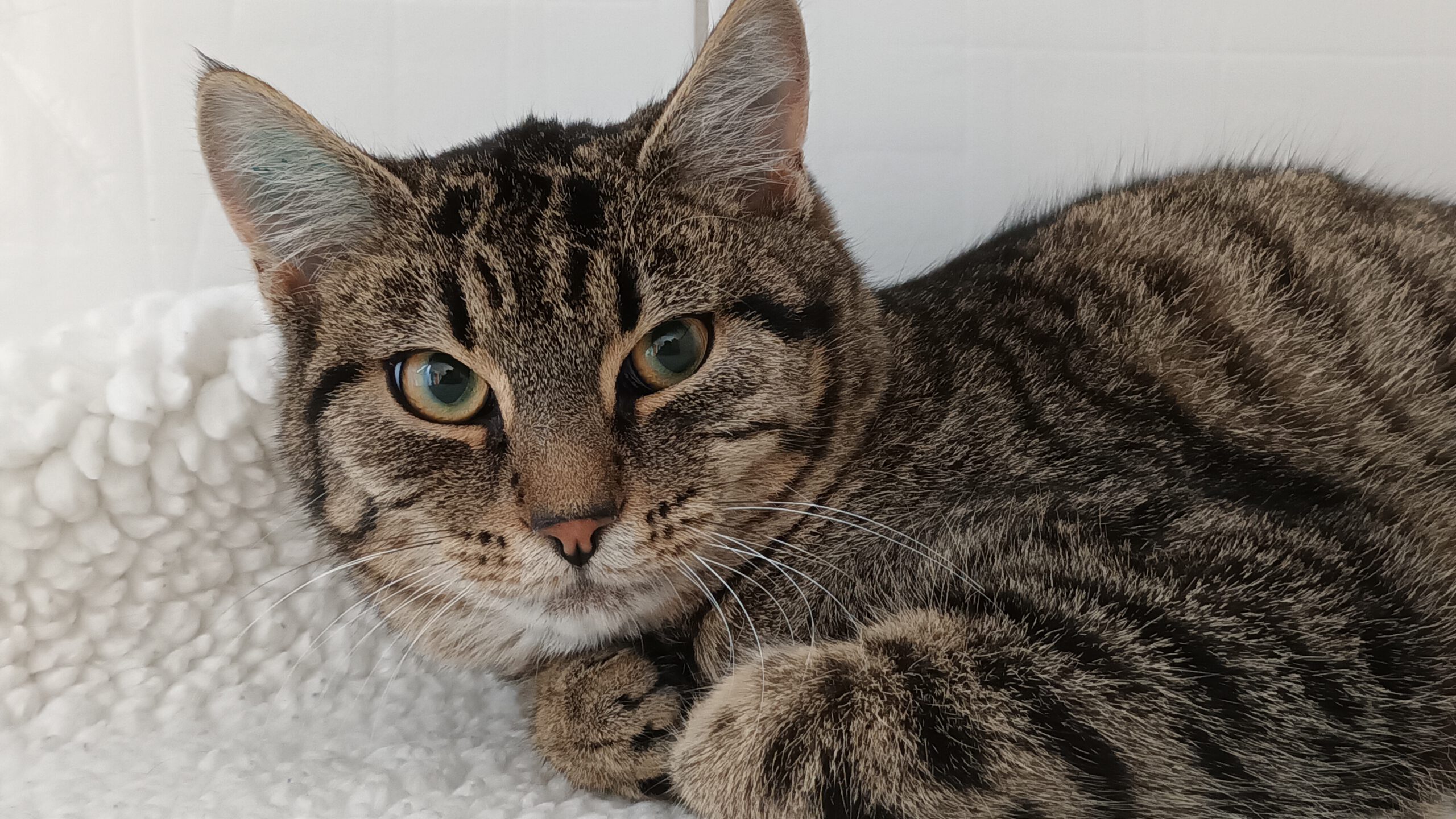 BISCUIT, Kater, 05/2025, Freigang – Bild 9