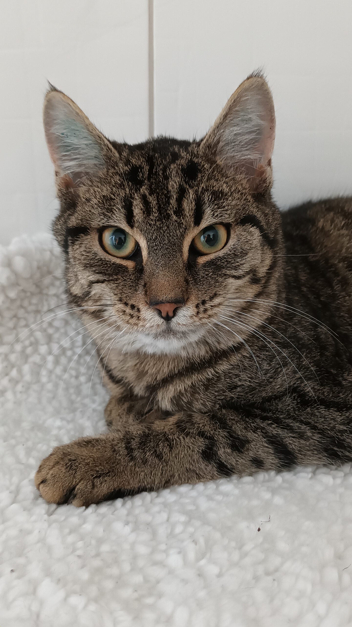 BISCUIT, Kater, 05/2025, Freigang – Bild 10