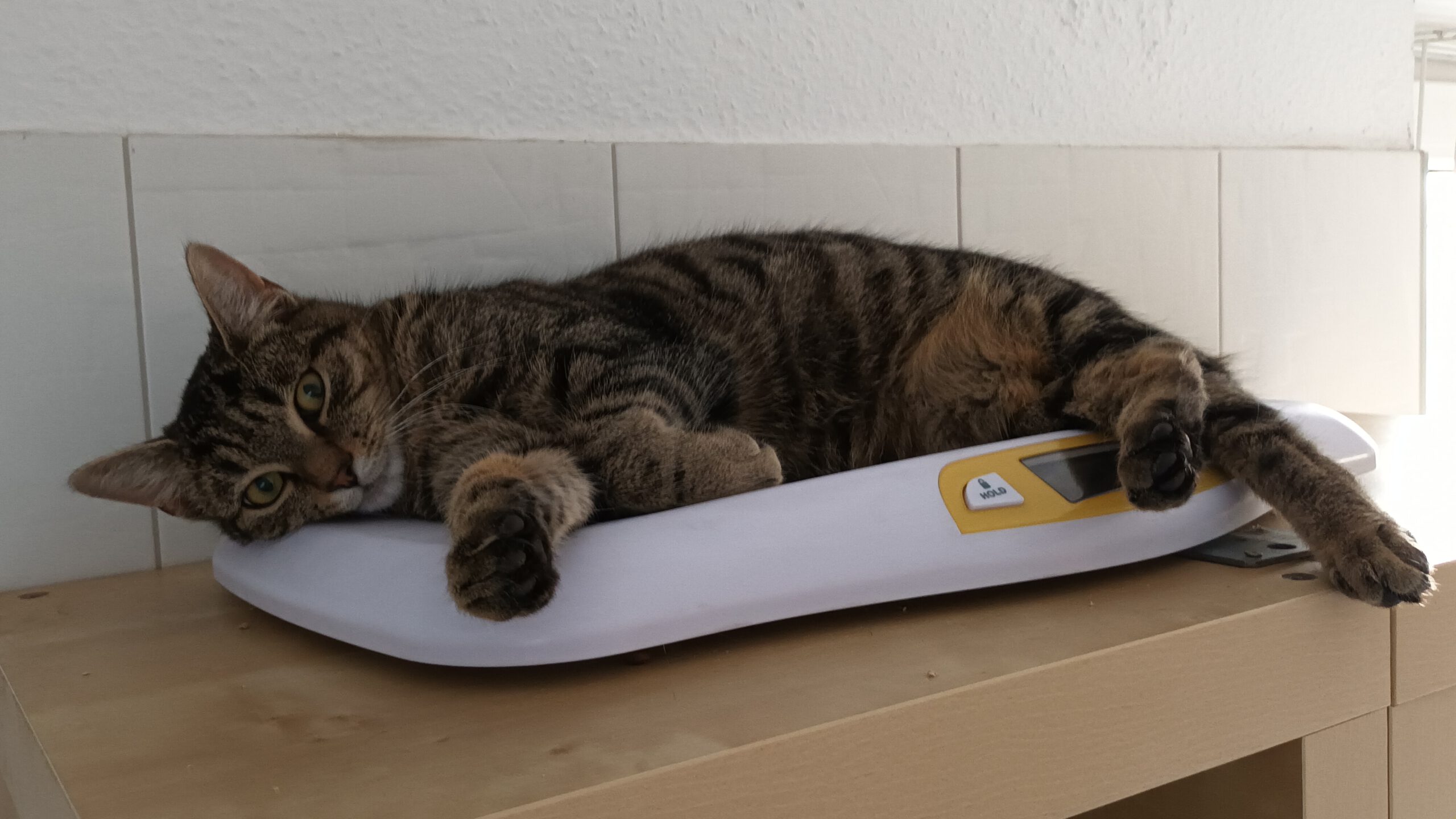 BISCUIT, Kater, 05/2025, Freigang – Bild 5